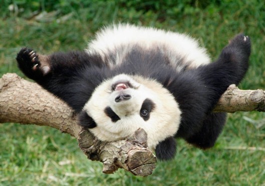 082814_1217_PandaMayHav1