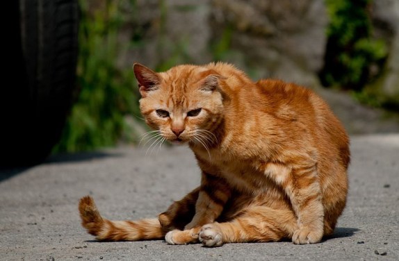 ryzhiy_kot_17_14045352